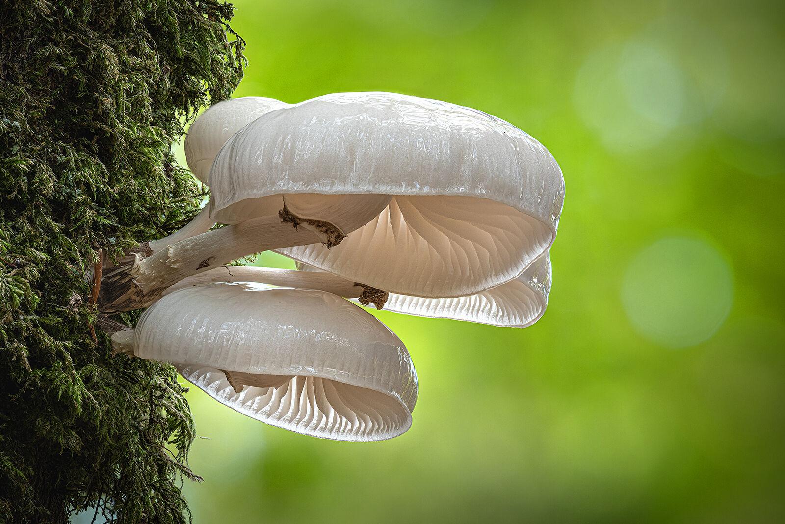 HC Nick Bodle Porcelain Fungus