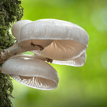 HC Nick Bodle Porcelain Fungus