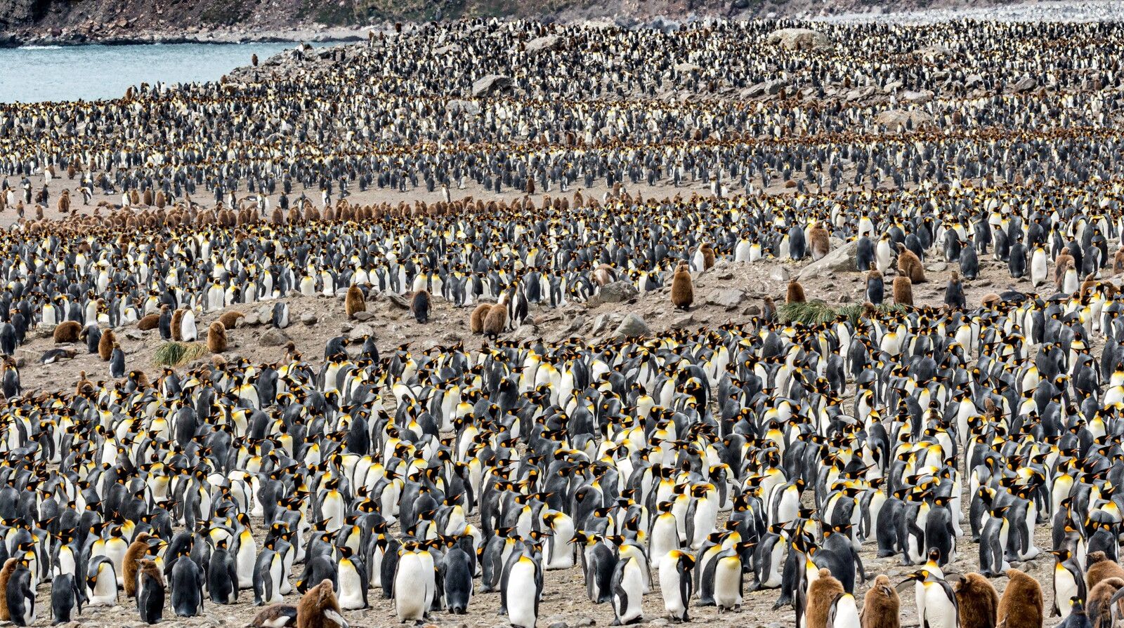 HC Nigel Watson King Penguins & Chicks