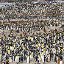 HC Nigel Watson King Penguins & Chicks