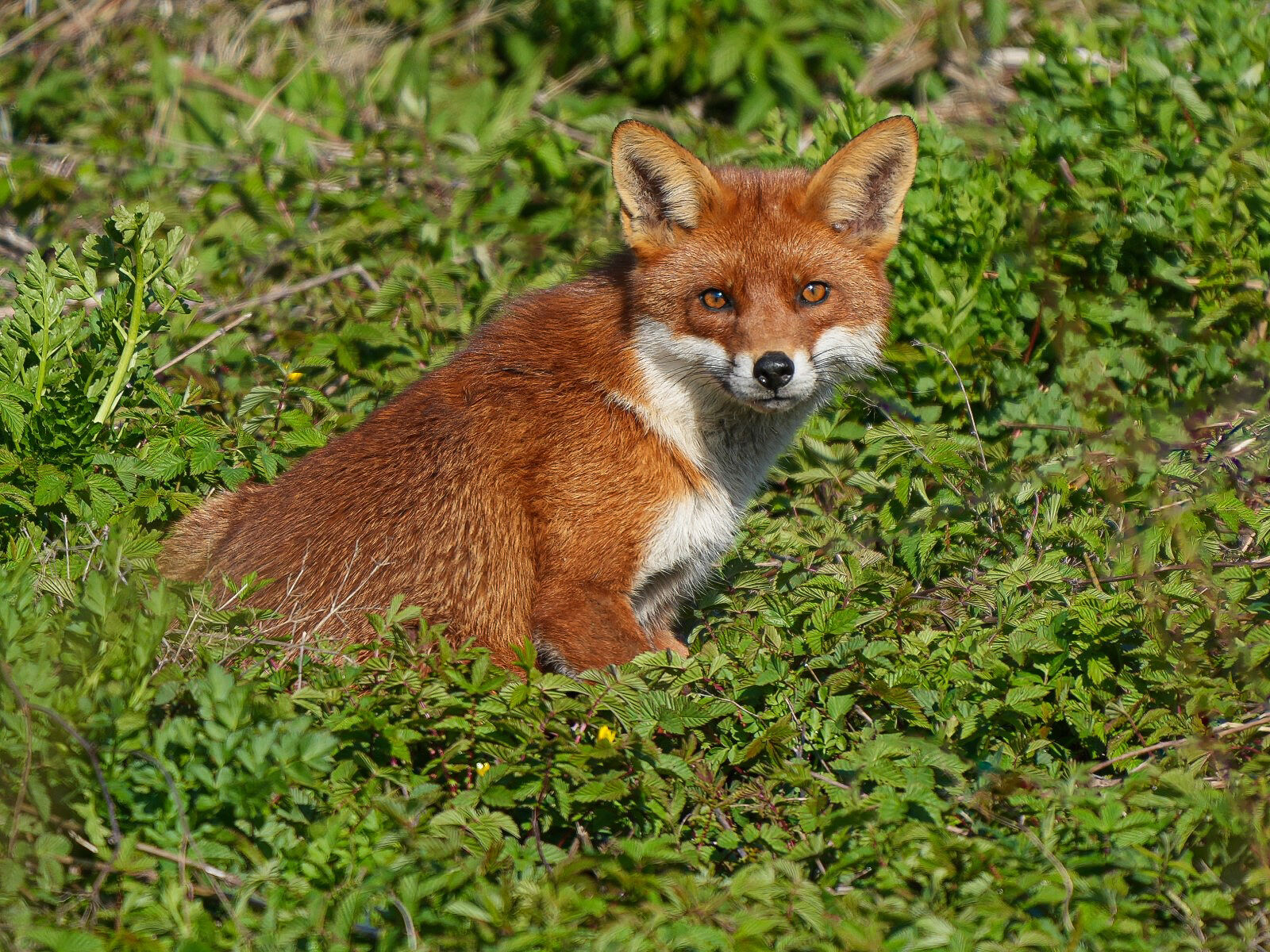 First Paul Howrihane Caught napping