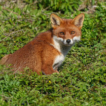 Natural History 2025