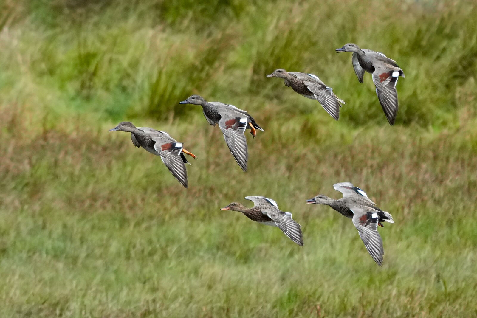HC Paul Howrihane Gadwall in flight