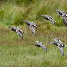 HC Paul Howrihane Gadwall in flight