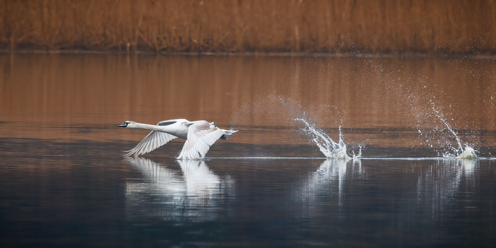 Third Pedro Landers Cygnet Takeoff