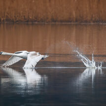 Third Pedro Landers Cygnet Takeoff
