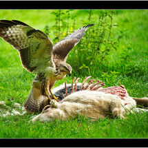 Second Chris Robbins_Buzzard Feeding on Sheep Carcass