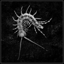 Second Chris Robbins Centipede study