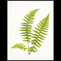 Second Chris Robbins Ferns