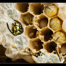 Second Chris Robbins Wasps Emerging from their Cells
