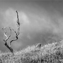 Second Heather Bodle Alone