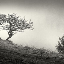 Second Heather Bodle Confrontation