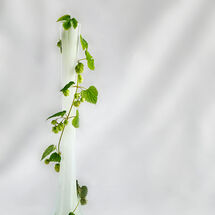 Second Heather Bodle Hops, Vase With a Twist