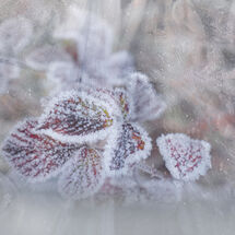 Second Heather Bodle Ice Bound