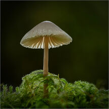 Second Heather Bodle Milking Bonnet