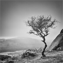 Second Heather Bodle Mystical Tree