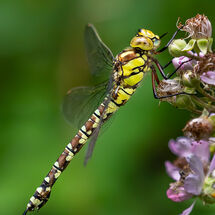Second Mike Stickney Southern Hawker