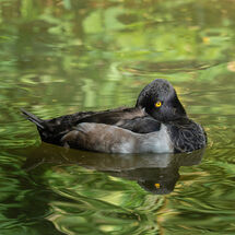 Second Morag Landers Scaup