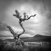 Second Nick Bodle Natures Sculpture