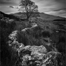 Second Nick Bodle Wall Line