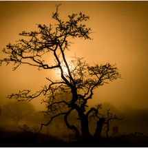 Second Pedro Landers Hawthorn in the Mist