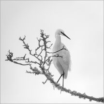 Second Pedro Landers Little Egret