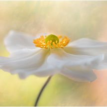 Second Swirling Anenome Tracey Small