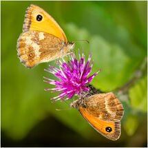 Second Pedro Landers_Yin and Yang