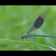 Third Adrian Davey Banded Demoiselle