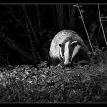Third Chris Robbins Badger Emerging from the Woods
