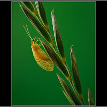 Third Chris Robbins_Brown Lacewing