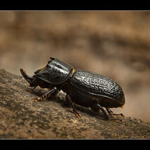 Third Chris Robbins Lesser Stag Beetle