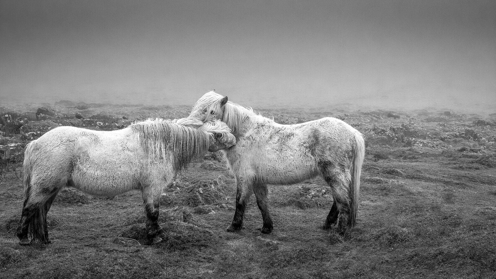 Third Heather Bodle Just a bit lower