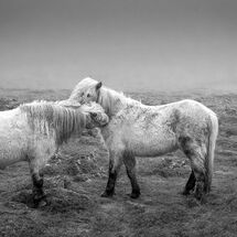 Third Heather Bodle Just a bit lower