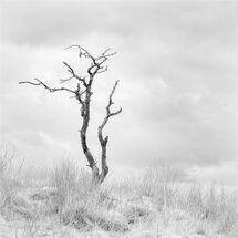 Third Heather Bodle Solitary Tree