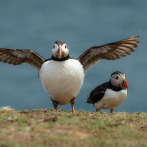 Third Morag Landers All of a Flap