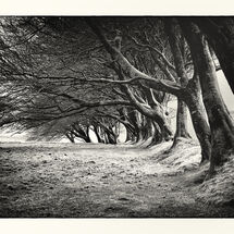 Third Nick Bodle Vail of Trees