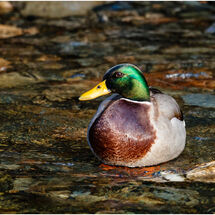 Third Pedro Landers Duck in the Sun