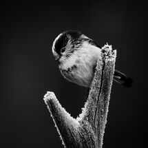 Third Pedro Landers Long-Tailed Tit in the Frost