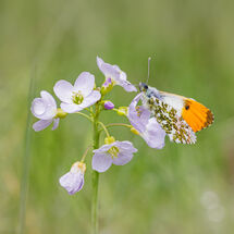 Third Pedro Landers Male Orange Tip on Cuckoo Flower
