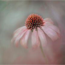 Third Tracey Small Echinacea Purpurea Magnus
