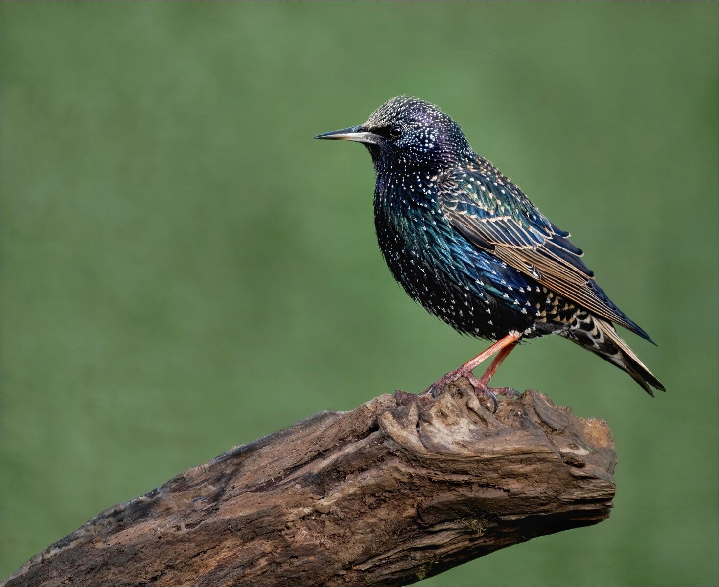 C Tracey Small Lone Starling