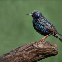C Tracey Small Lone Starling