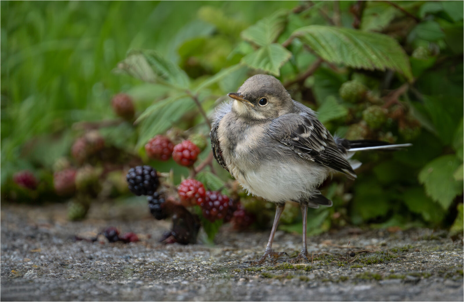HC Tracey Small Pied Wagtail Fledgling