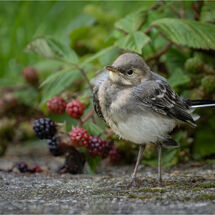 HC Tracey Small Pied Wagtail Fledgling