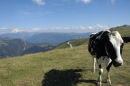 Monte Baldo & Cow