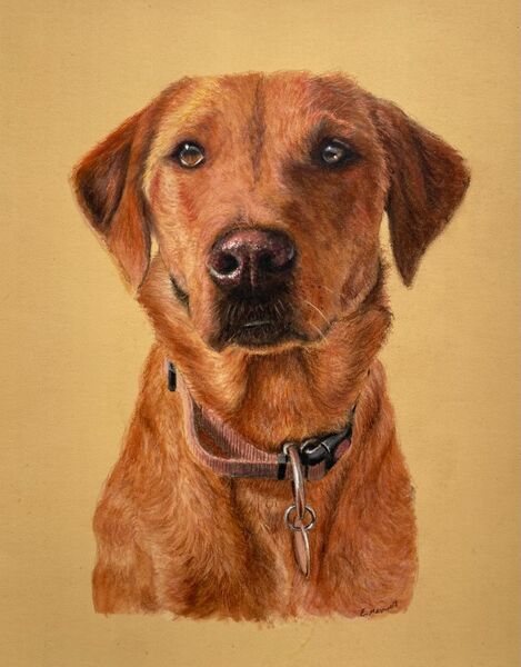 Pet Portraits
