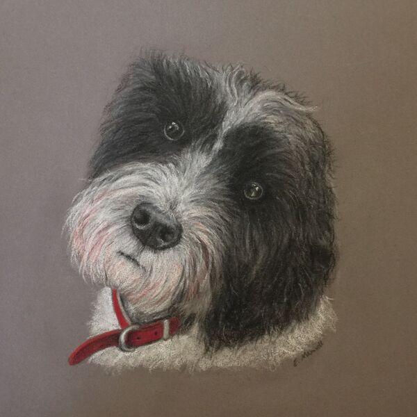 Pet Portraits