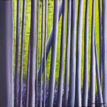 Bluebell woods 50x50 Acrylic