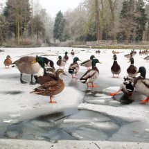 Ducks Christchurch Park